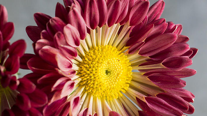 red-twig-chrysanthemum