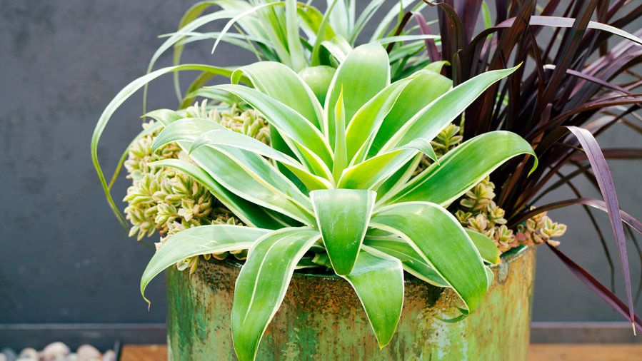 Coolest Container Gardens 58 Ideas for Decks, Entryways