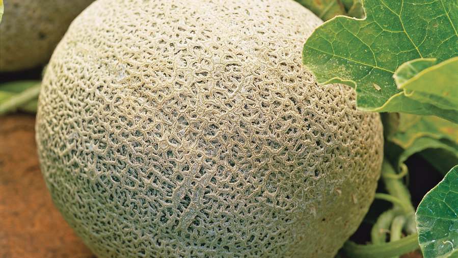 how-to-plant-and-grow