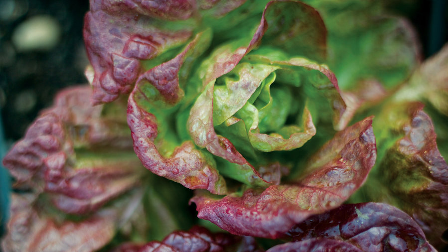10 Easy Vegetables To Grow Sunset Magazine