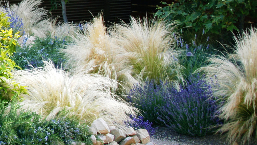 Designing with Drought-Resistant Plants - Sunset Magazine