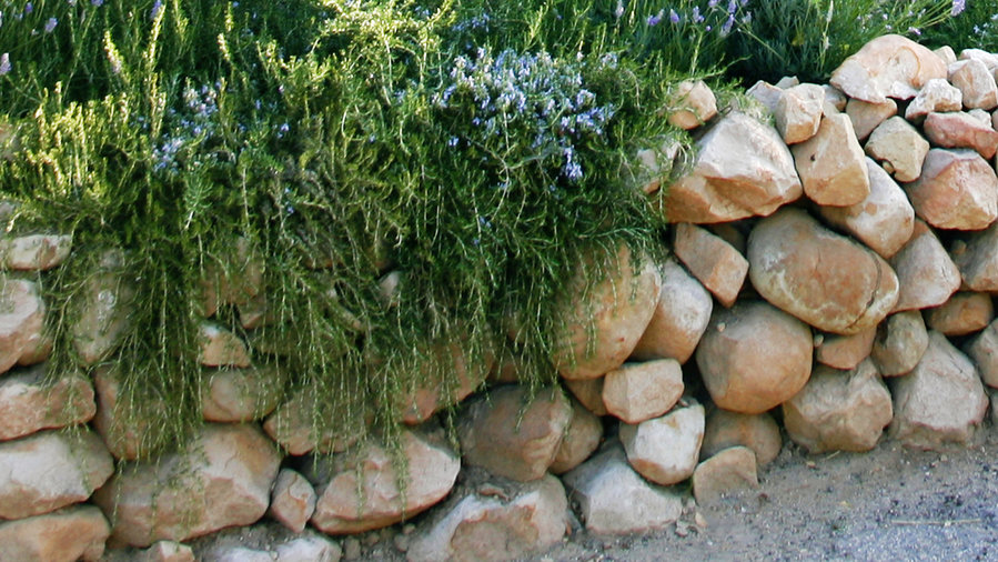 7 Smart Ideas for a Low-Water Yard - Sunset Magazine ...