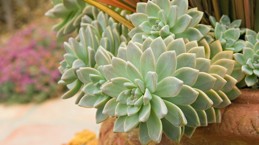 choose-unthirsty-plants