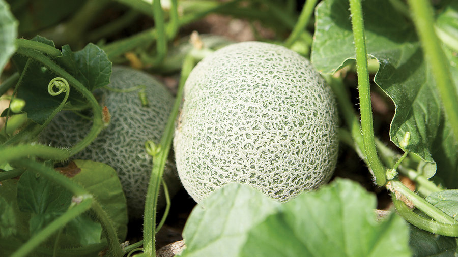 homegrown-melons