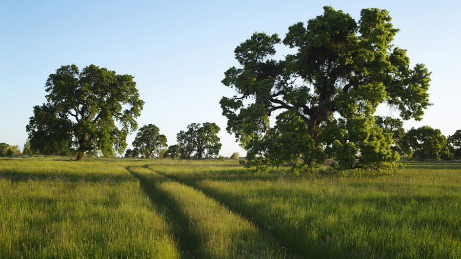 Saving California S Oak Trees Sunset Magazine Saving California S Oak Trees Sunset Magazine
