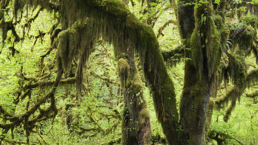 Top Wow Spots of Olympic National Park