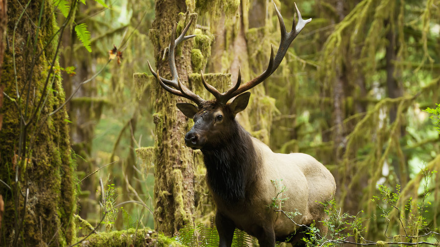 Wild Animals In Olympic National Park PUQUM Wild Animals In Olympic National Park PUQUM
