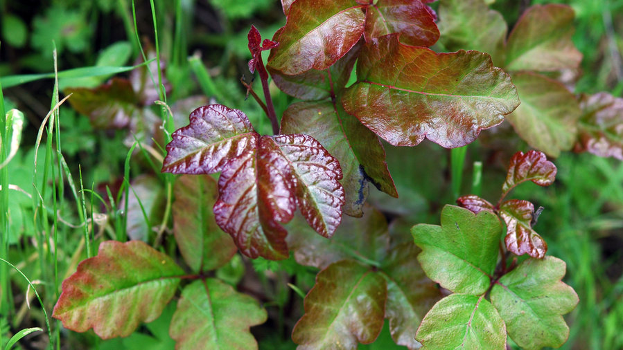 4 Ways to Protect Yourself Against Poison Ivy, Oak, and Sumac