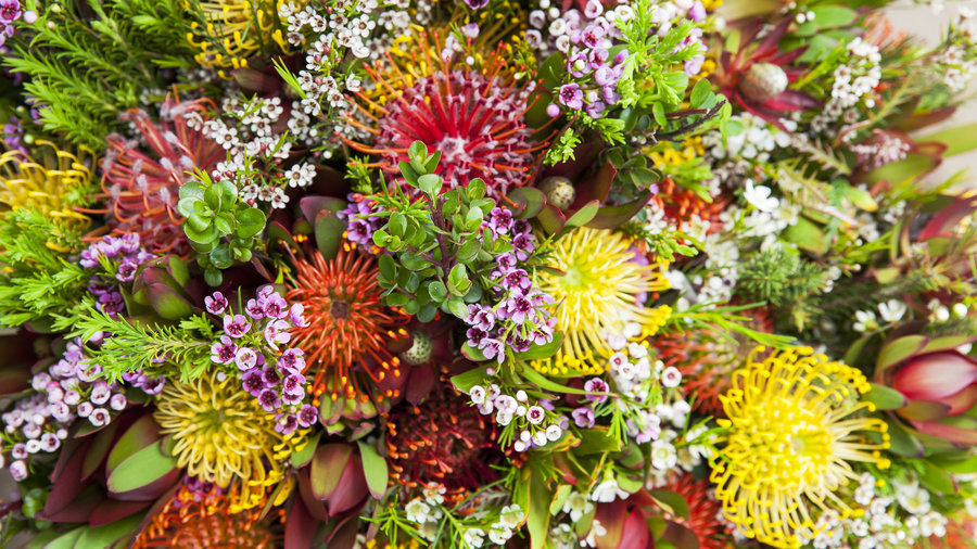 13 Stunning Protea Flowers - Sunset Magazine - Sunset Magazine
