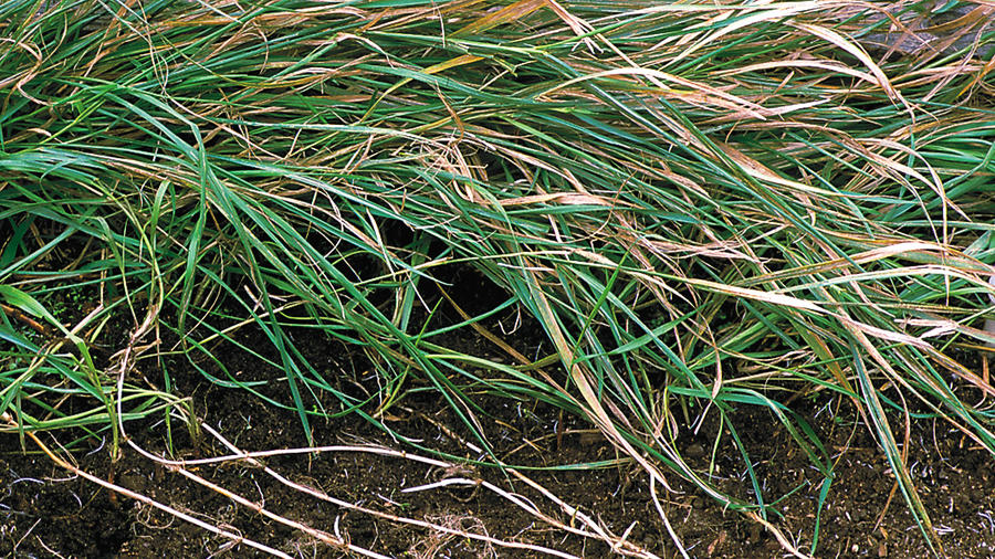 How To Control Weeds Sunset Magazine