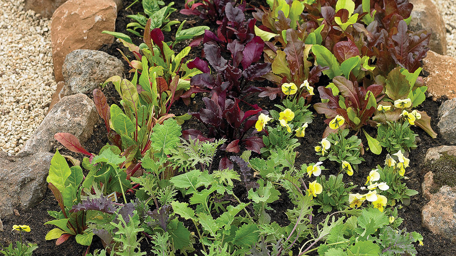 how-to-plant-grow-and-harvest