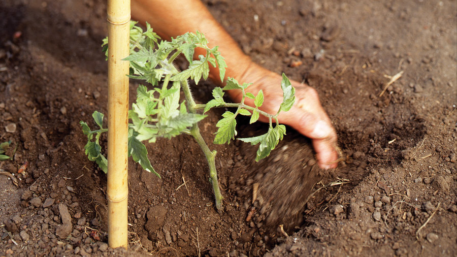 how-to-plant-and-grow