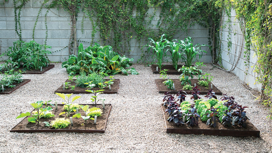 vegetable-garden