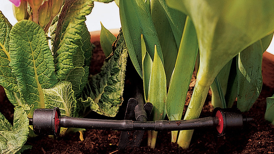 two-emitters-are-attached-to-a-t-fitting