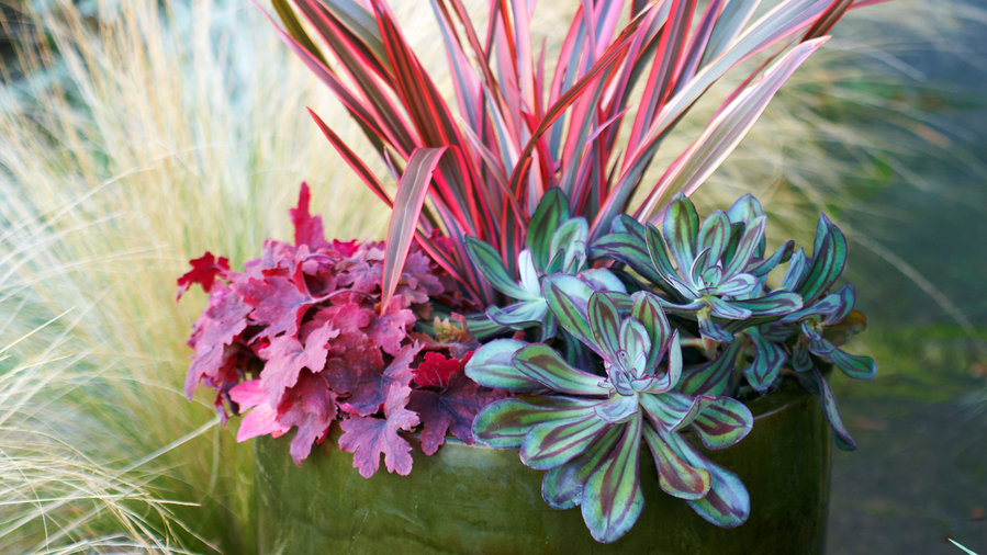8 Fall Container Gardens