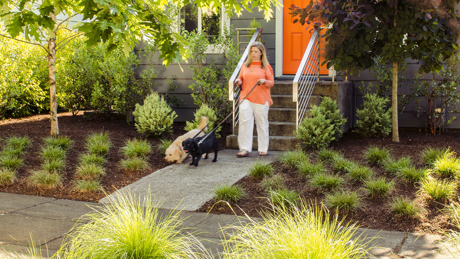 Backyard Ideas For Dogs, Low Maintenance Dog Friendly Backyard Ground Cover