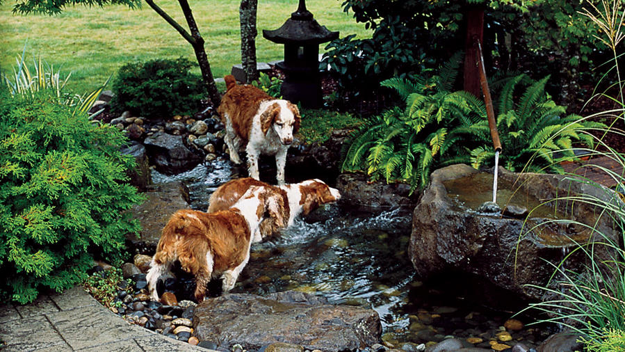 8 Backyard Ideas for Dogs - Dog-Friendly Landscapes