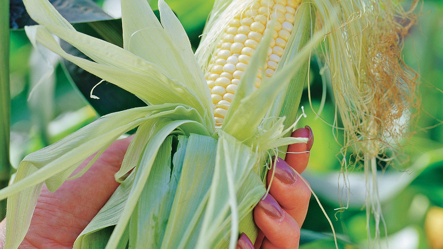 21 Best Crops for Your Edible Garden - Sunset Magazine