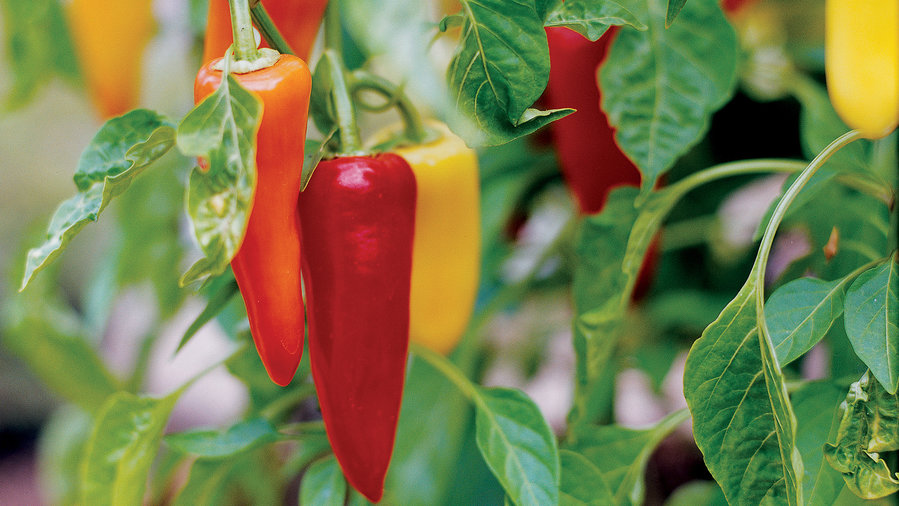 21 Best Crops for Your Edible Garden - Sunset Magazine