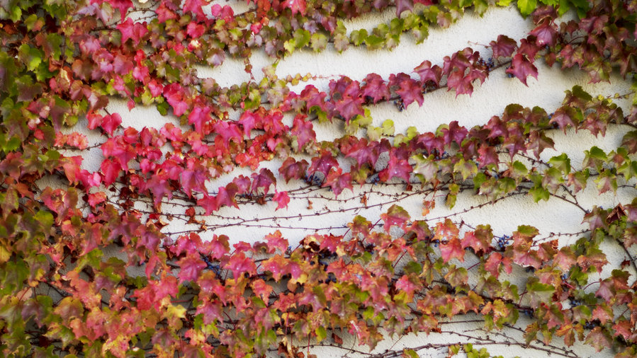 how-to-maximize-a-small-garden