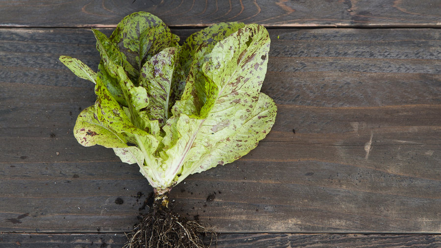 flashy-trout-back-romaine