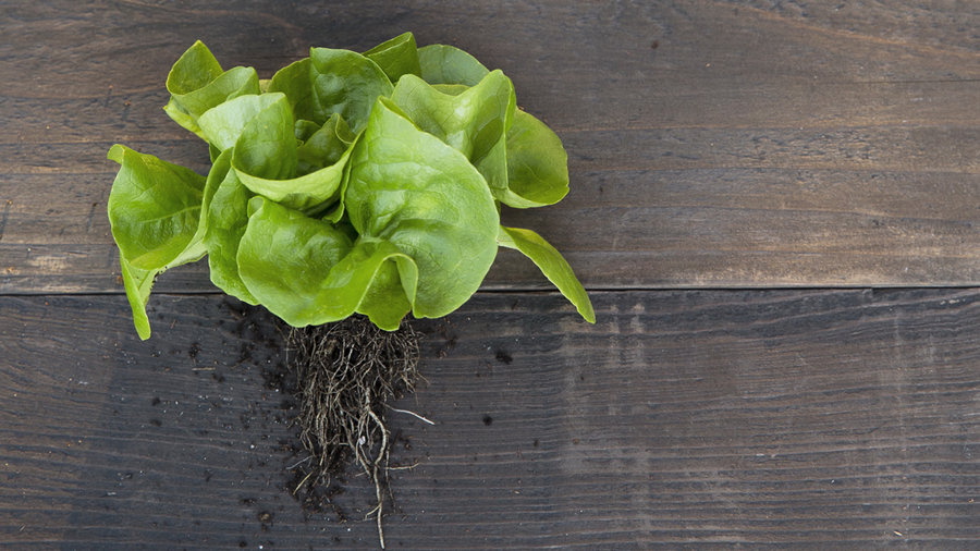 garden-babies-butterhead