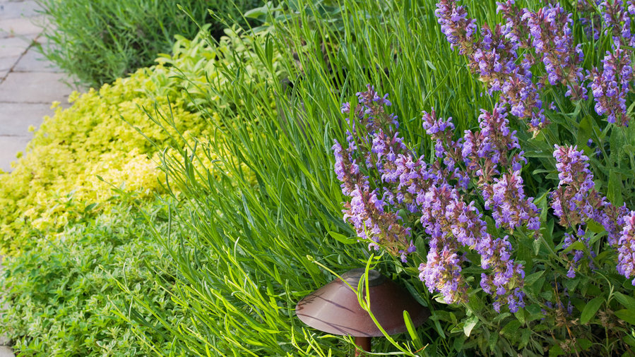 garden borders