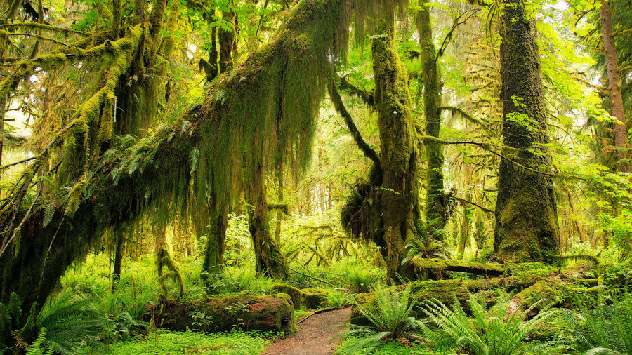 a rich spectrum of greens in Olympic National Park's Hoh Rain Forest.