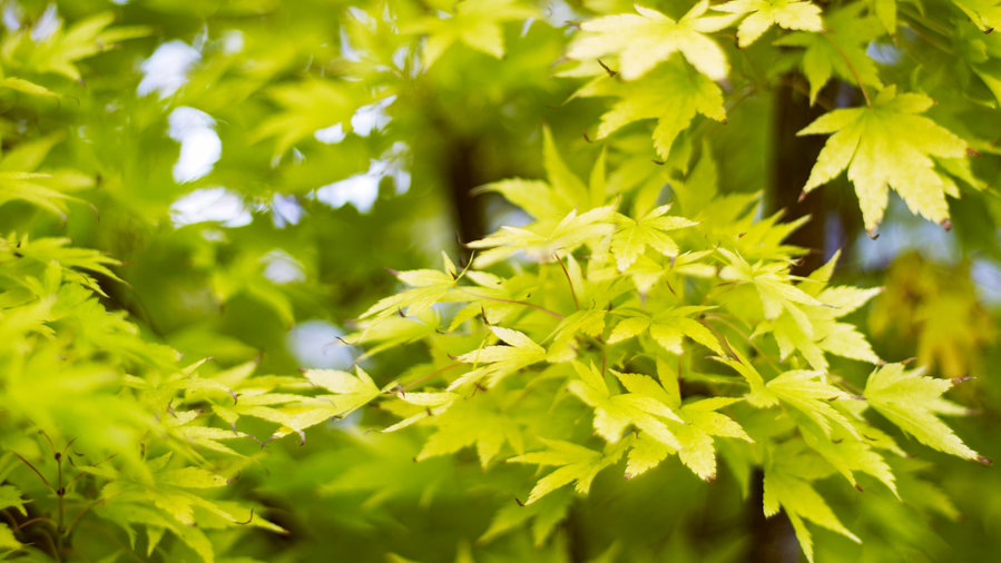 how-to-maximize-a-small-garden