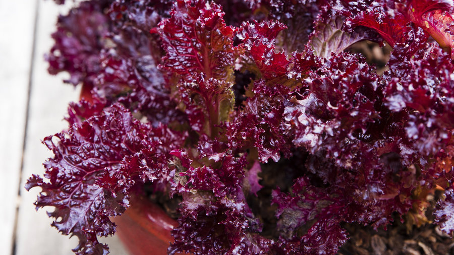 play-up-strong-colors