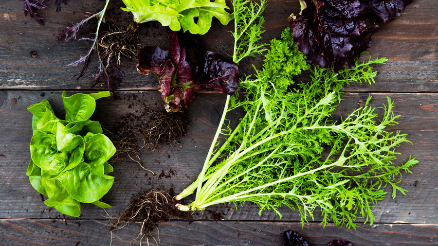 ingredients-for-the-perfect-salad