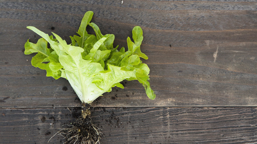 lingua-di-canarino-lettuce
