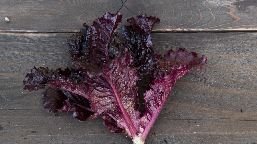 merlot-loose-leaf-lettuce