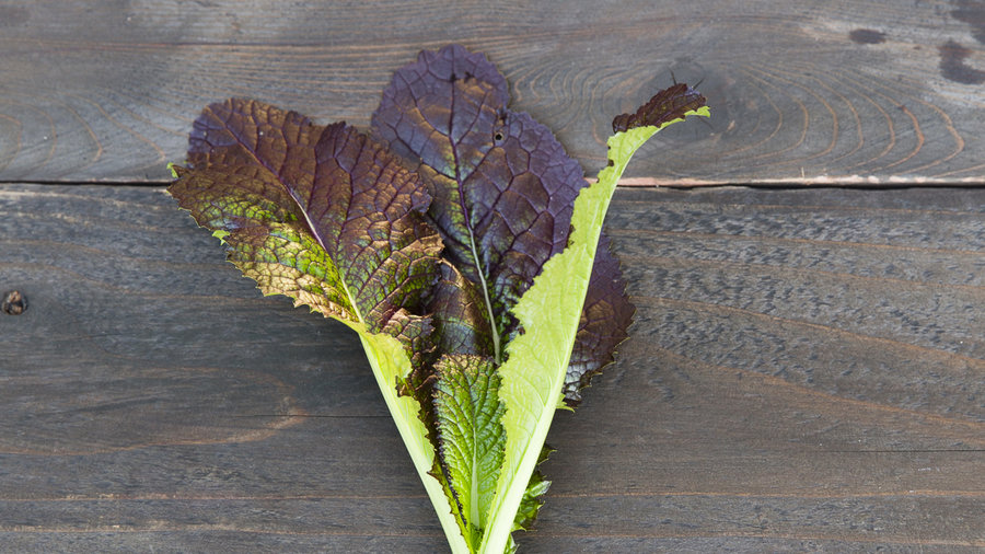 osaka-purple-mustard