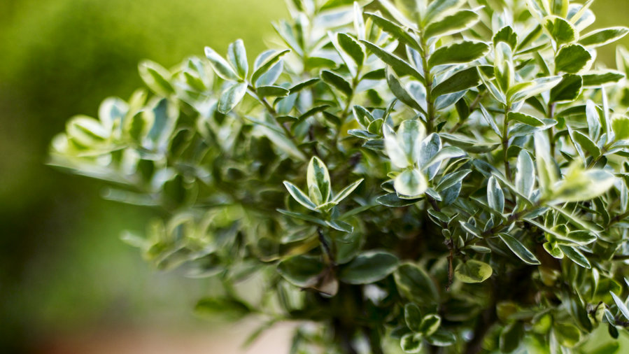 how-to-maximize-a-small-garden