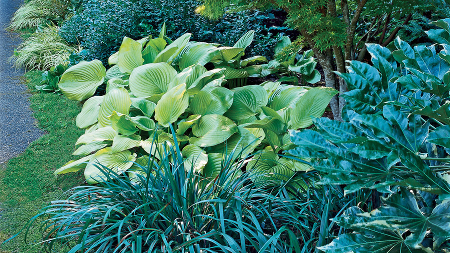 garden borders