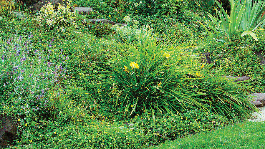 4 Solutions for a Sloped Yard - Sunset Magazine - Sunset 
