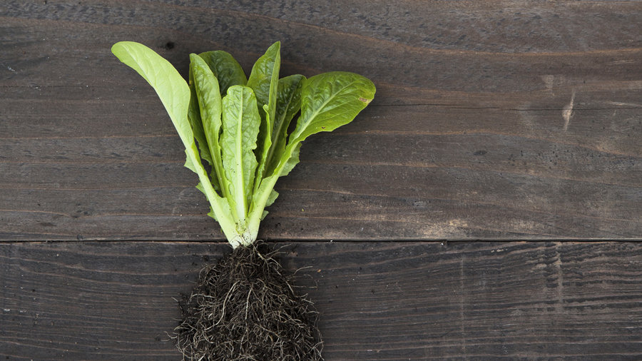 sweetie-baby-romaine