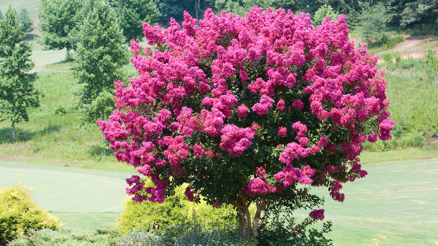 Top 10 Trees for Small Spaces - Sunset Magazine - Sunset ...