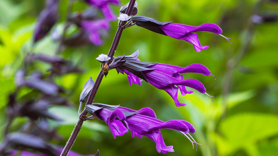 19 Flowers to Paint Your Garden Purple