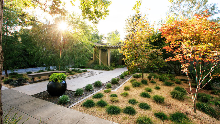 The Best Small Trees For Every Type Of, Types Of Trees For Landscape Design