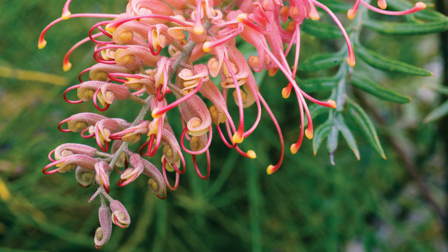 Dozens of WaterWise Plants That Go Way Beyond Succulents Sunset