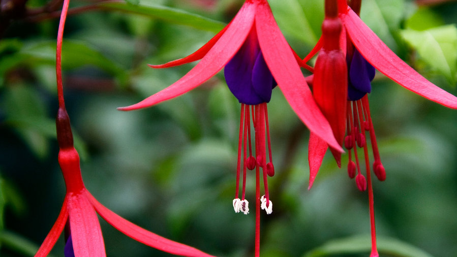 fuchsia