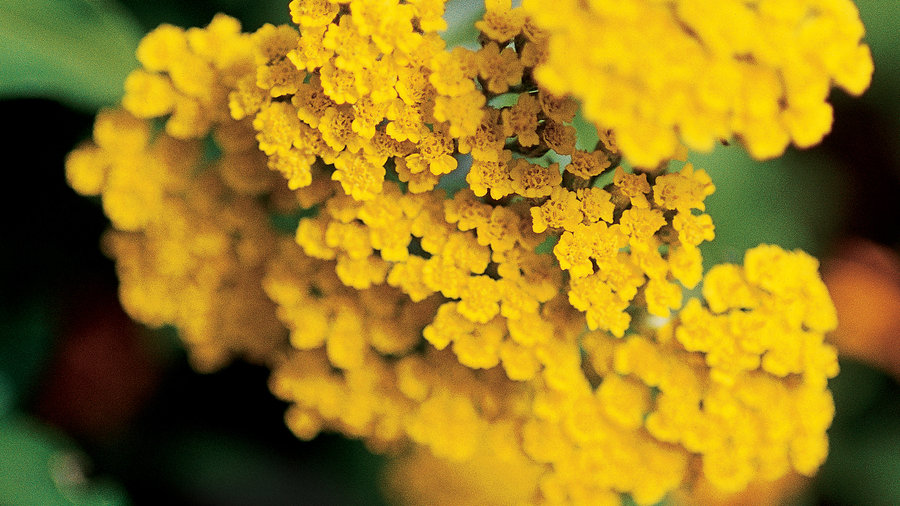 Dozens of WaterWise Plants That Go Way Beyond Succulents