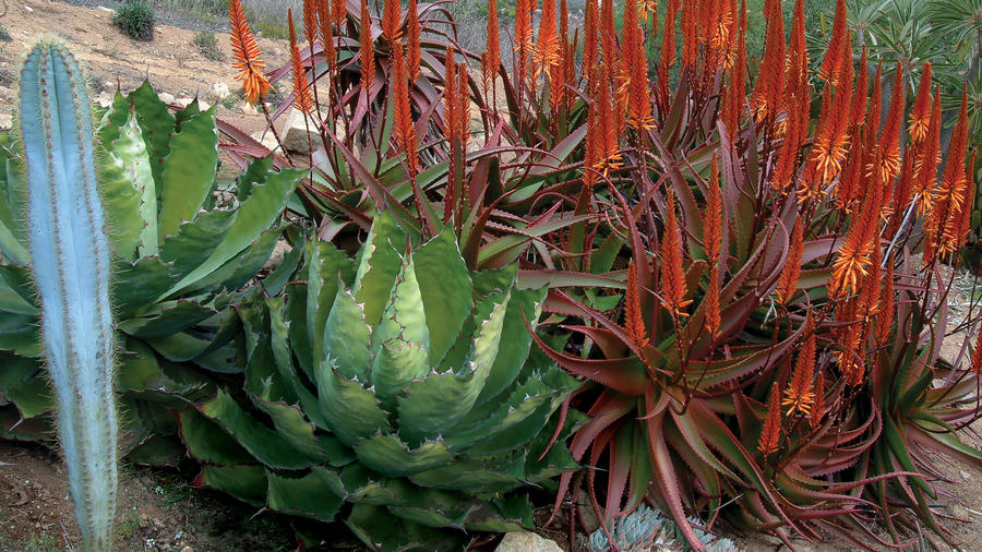 The Most Beautiful Agave Plants and How to Care For Them - Sunset