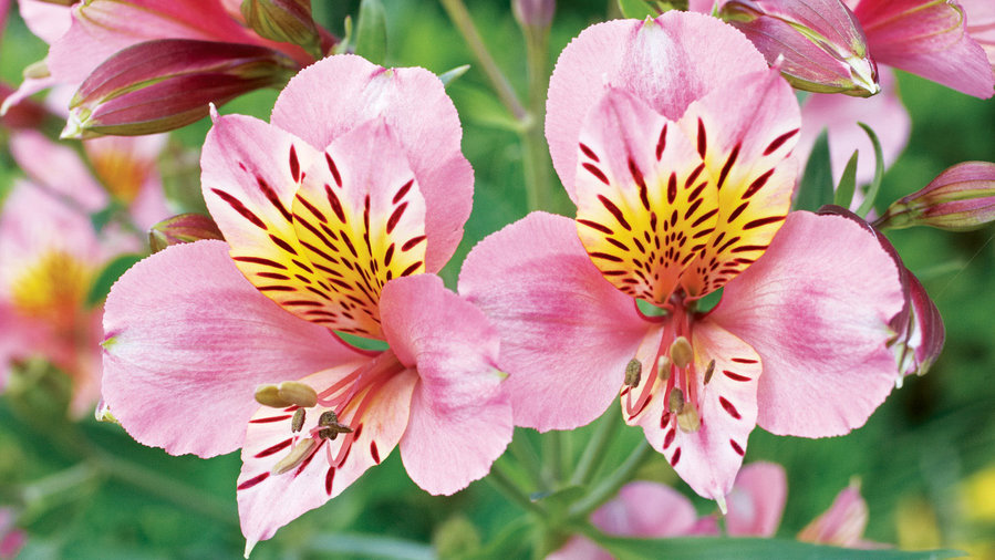 12 Gorgeous Alstroemeria - Sunset Magazine - Sunset Magazine