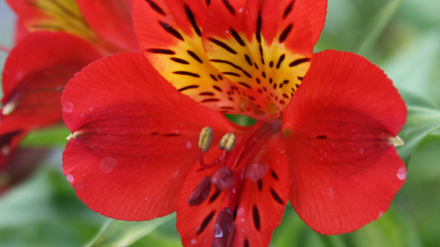 red-sensation-alstroemeria