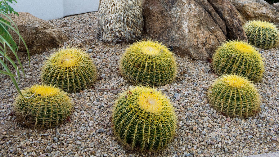 limit-your-plant-selections