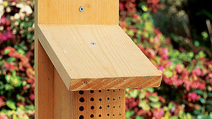 Befriend Bees