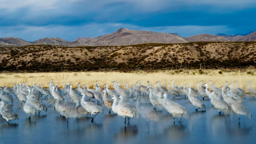 Bosque Del Apache Bird Count 2024 Count Glenna Nicholle